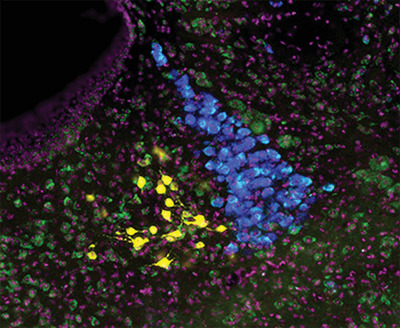 Neuropeptide S (NPS) neurons: Parabrachial identity and novel distributions