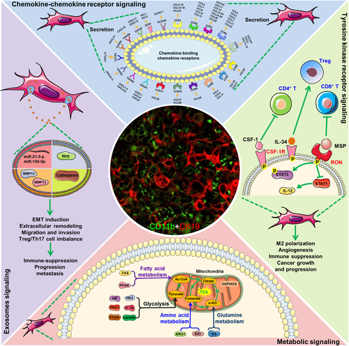Details are in the caption following the image Details are in the caption following the image