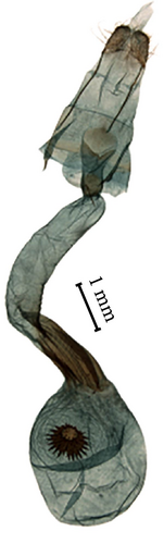 Details are in the caption following the image
