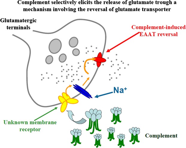 Complement selectively elicits glutamate release from nerve endings in different regions of mammal central nervous system