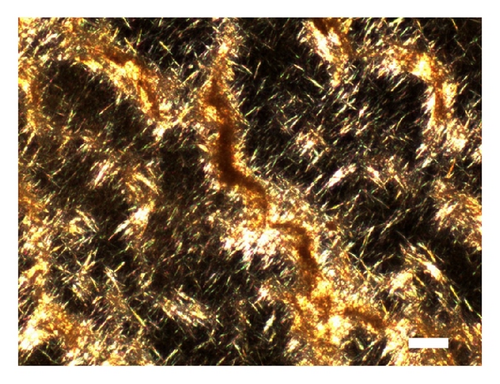 Details are in the caption following the image