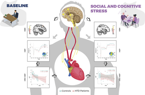 Heart–brain interactions during social and cognitive stress in hypertensive disease: A multidimensional approach