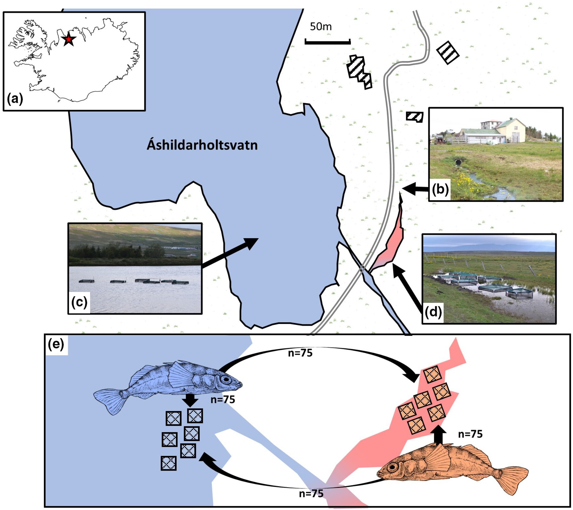 Experimental evidence for adaptive divergence in response to a warmed habitat reveals roles for morphology, allometry and parasite resistance