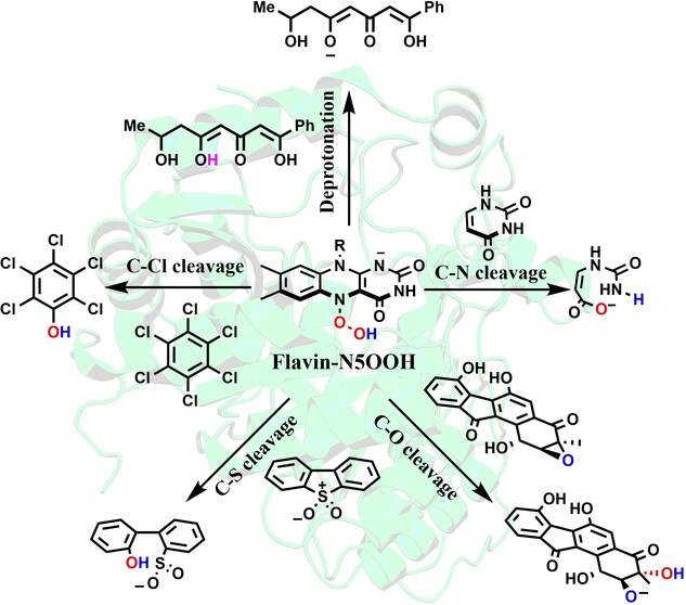 Flavin-N5OOH Functions as both a Powerful Nucleophile and a Base in the Superfamily of Flavoenzymes