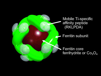 Selective Nanoscale Positioning of Ferritin and Nanoparticles by Means of Target-Specific Peptides