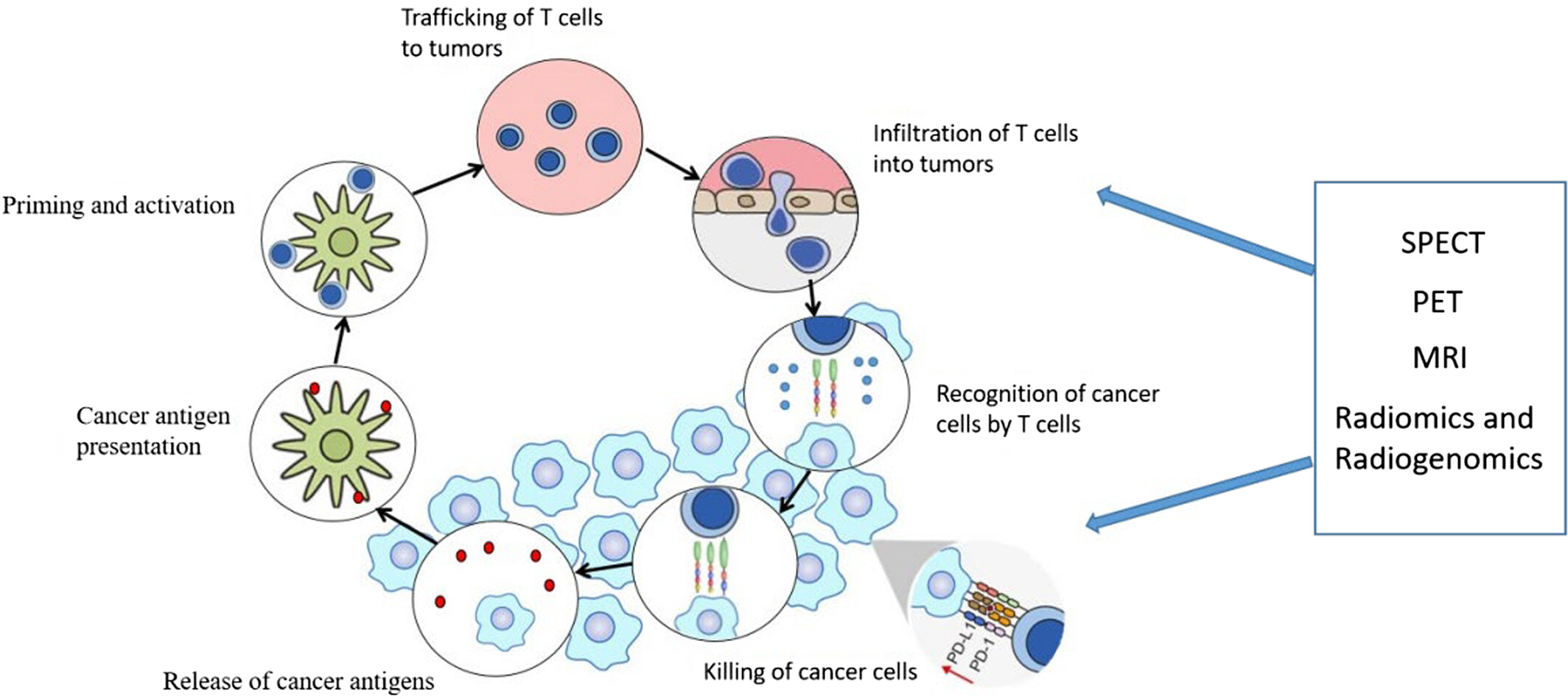 Molecular imaging for cancer immunotherapy Issue 1, 2023