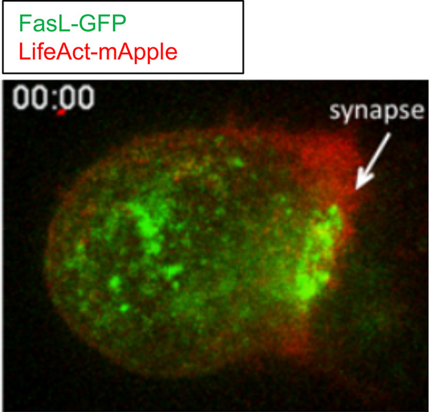 Fas Ligand localizes to intraluminal vesicles within NK cell cytolytic granules and is enriched at the immune synapse