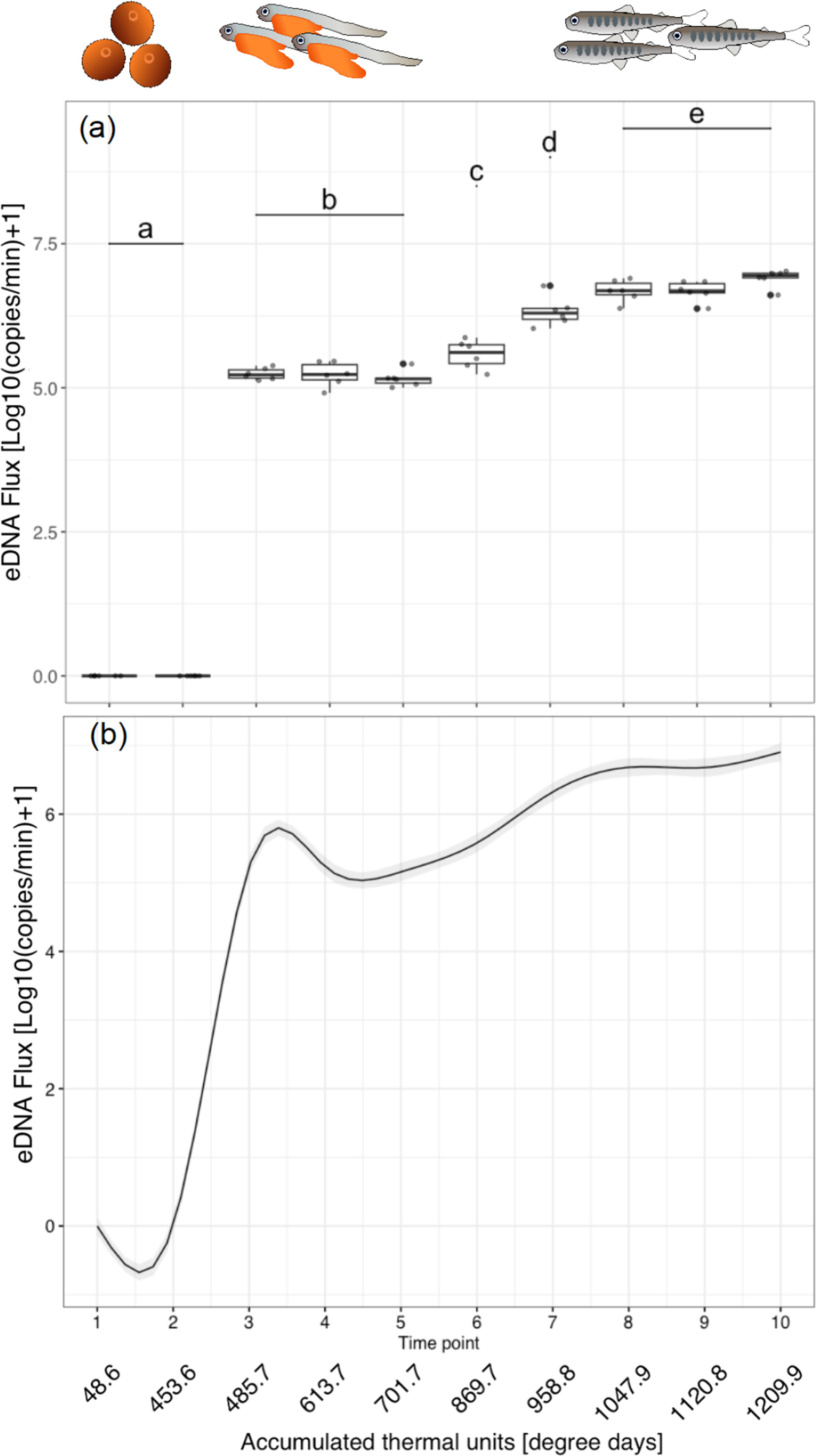 Exploring the Dynamics of Environmental DNA: Effects of Early Developmental Stage and Physiological State in Chum Salmon