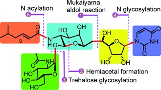 A Modular Approach to the Total Synthesis of Tunicamycins