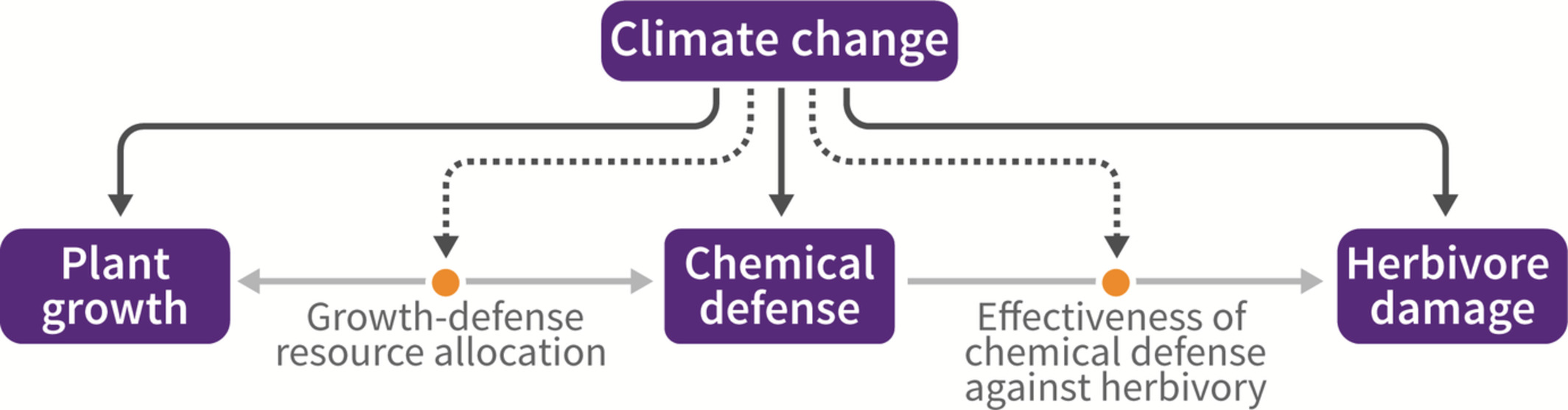 Effects of climate change on plant resource allocation and herbivore interactions in a Neotropical rainforest shrub