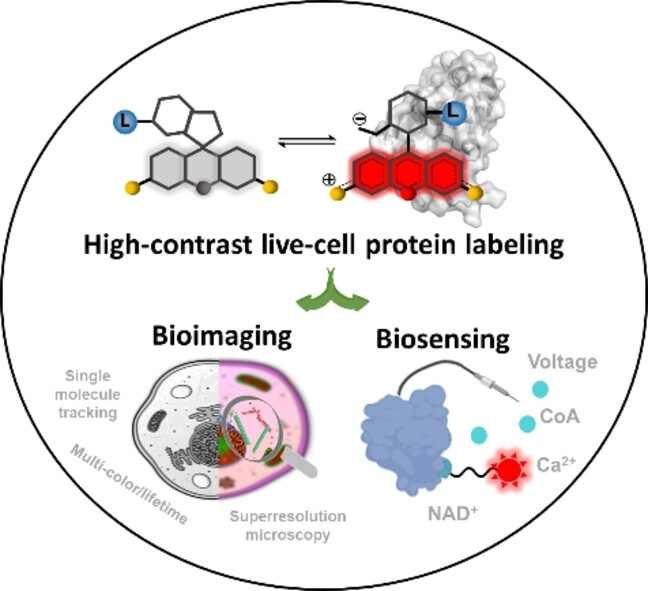 Fluorogenic and Cell-Permeable Rhodamine Dyes for High-Contrast Live-Cell Protein Labeling in Bioimaging and Biosensing