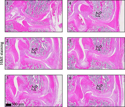Details are in the caption following the image Details are in the caption following the image