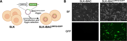 Details are in the caption following the image Details are in the caption following the image