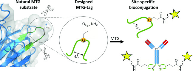 Locked by Design: A Conformationally Constrained Transglutaminase Tag Enables Efficient Site-Specific Conjugation