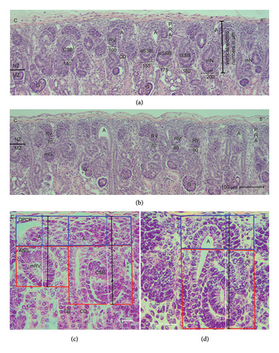Details are in the caption following the image Details are in the caption following the image