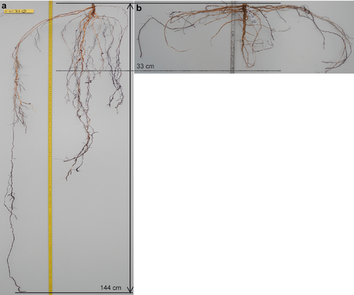 Details are in the caption following the image Details are in the caption following the image