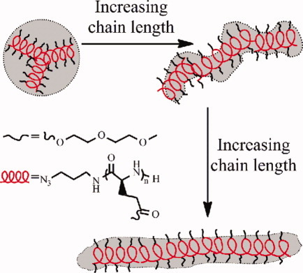 Synthesis, conformation transition, liquid crystal phase, and self-assembled morphology of thermosensitive homopolypeptide
