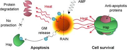 Magnetically Triggered Dual Functional Nanoparticles for Resistance-Free Apoptotic Hyperthermia