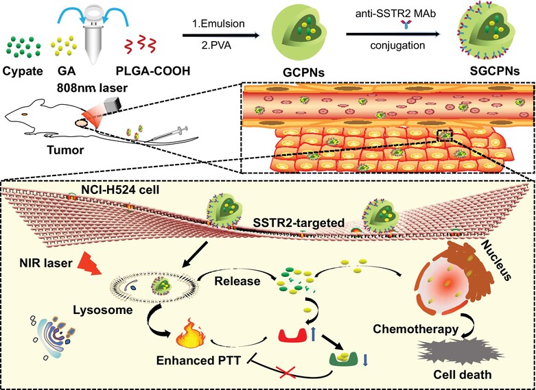 A targeting nanoplatform for chemo-photothermal synergistic therapy of small-cell lung cancer