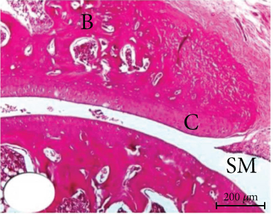 Details are in the caption following the image