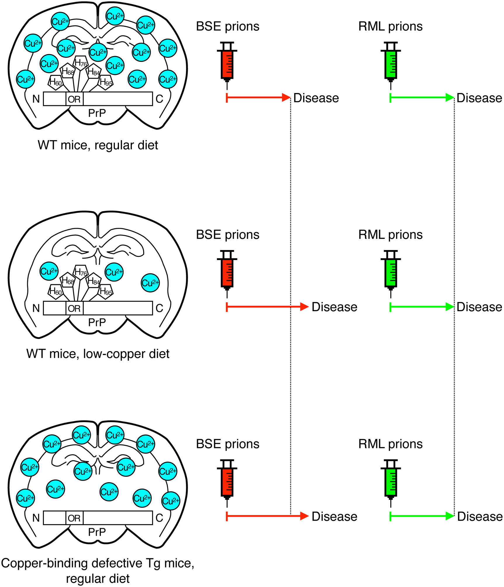 Strain-dependent role of copper in prion disease through binding to histidine residues in the N-terminal domain of prion protein