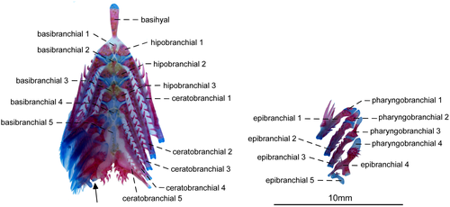 Details are in the caption following the image Details are in the caption following the image