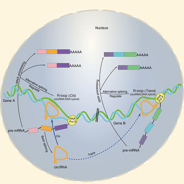Genome-wide profiling of circular RNAs, alternative splicing, and R-loops in stem-differentiating xylem of Populus trichocarpa