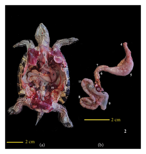 Details are in the caption following the image Details are in the caption following the image