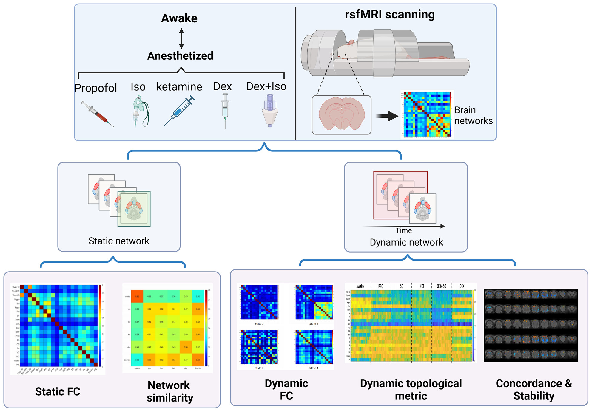 Common functional mechanisms underlying dynamic brain network changes across five general anesthetics: A rat fMRI study