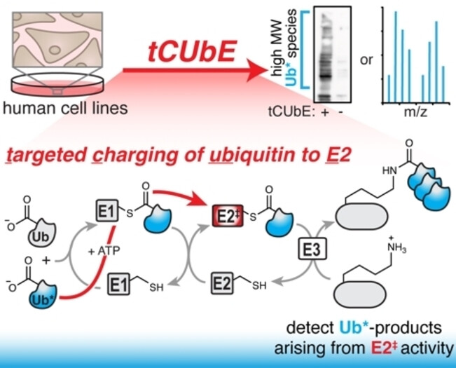 A Modular Turn-On Strategy to Profile E2-Specific Ubiquitination Events in Living Cells