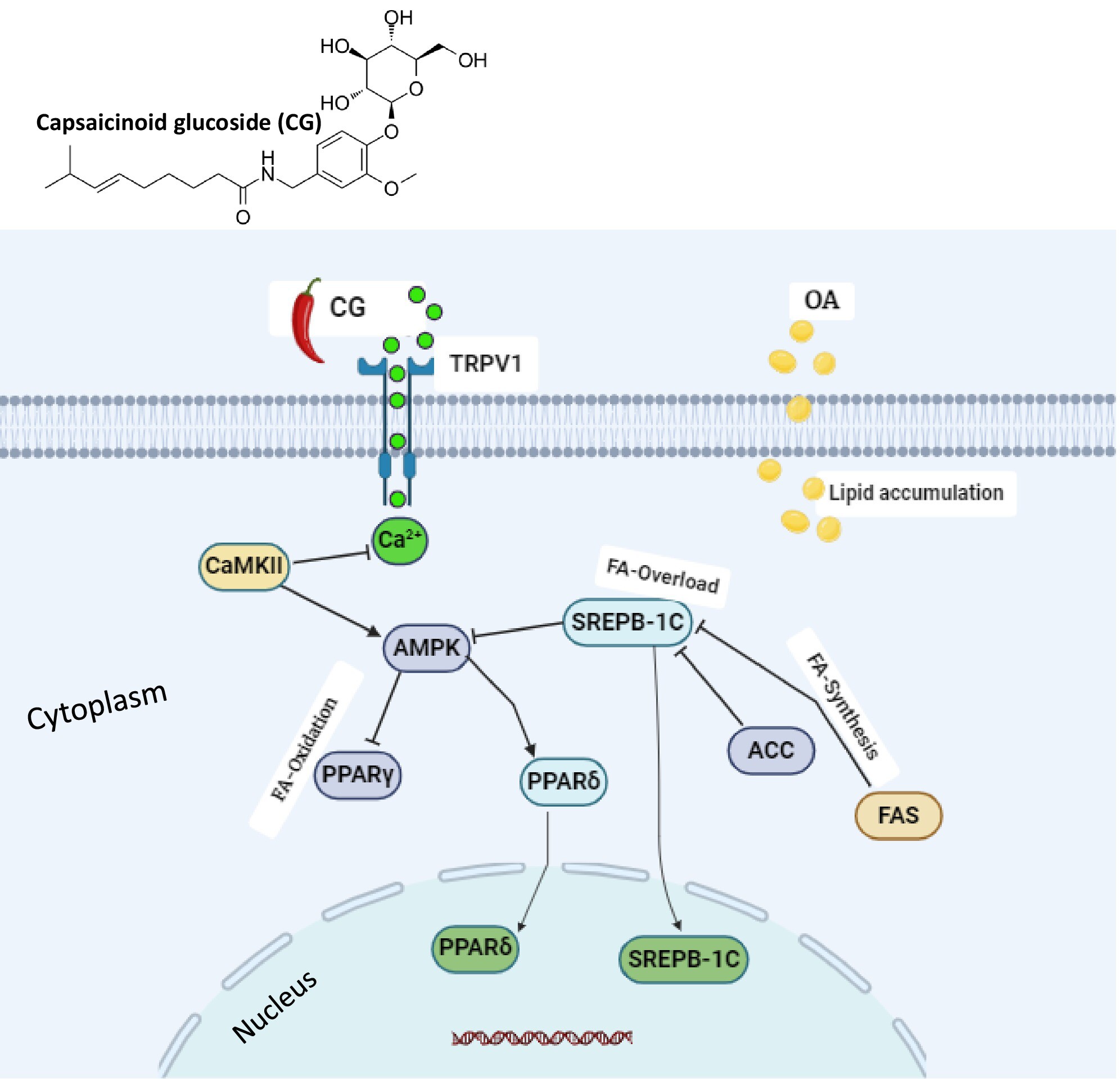 Capsaicinoid Glucoside Attenuates Lipid Accumulation in HepG2 Cells Through TRPV1/AMPK-Dependent Signaling Pathway