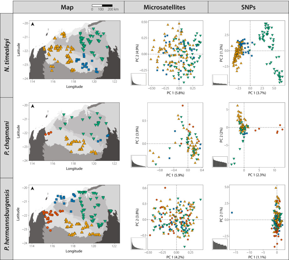 Empirical landscape genetic comparison of single nucleotide polymorphisms and microsatellites in three arid-zone mammals with high dispersal capacity