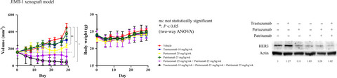 Targeting of the HER2/HER3 signaling axis overcomes ligand-mediated resistance to trastuzumab in HER2-positive breast cancer