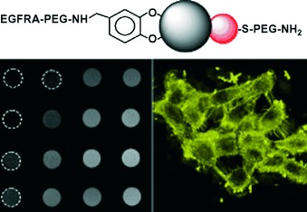 Au–Fe3O4 Dumbbell Nanoparticles as Dual-Functional Probes