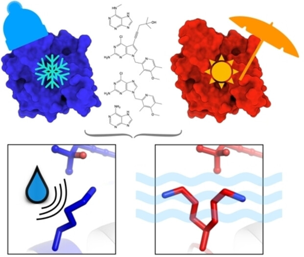 Water Networks Repopulate Protein–Ligand Interfaces with Temperature