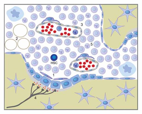 Details are in the caption following the image Details are in the caption following the image