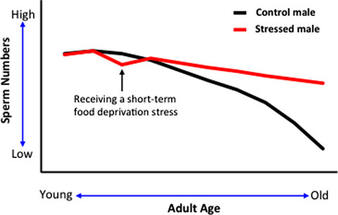 Short-term starvation stress at young adult stages enhances meiotic activity of germ cells to maintain spermatogenesis in aged male Caenorhabditis elegans