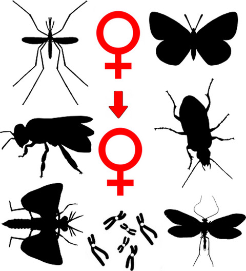 Parthenogenesis in Hexapoda: holometabolous insects
