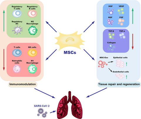 Stem cell therapy for COVID-19, ARDS and pulmonary fibrosis