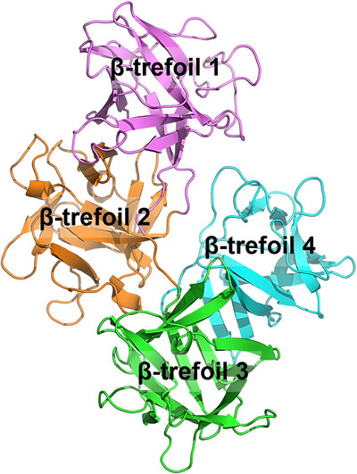 Structural insights into full-length human fascin1: a target for cancer treatment Issue 7, 2025