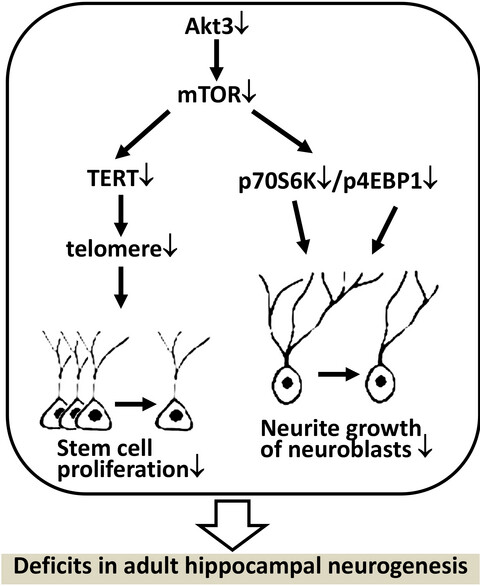 Akt3-mTOR regulates hippocampal neurogenesis in adult mouse