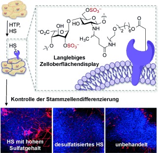 Long-Lived Engineering of Glycans to Direct Stem Cell Fate