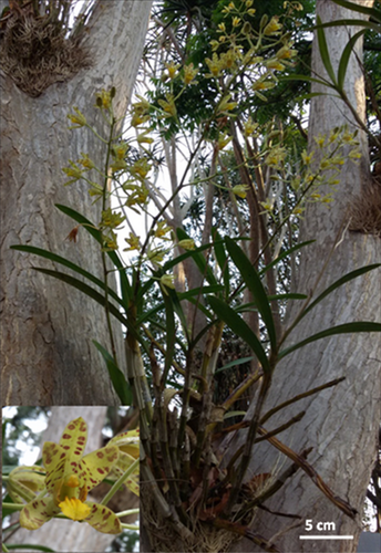 Details are in the caption following the image