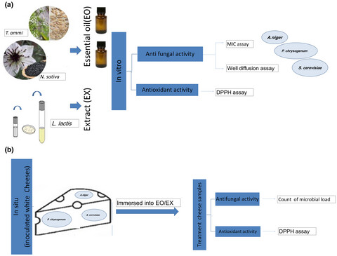 Antifungal and antioxidant activity of two essential oils and Lactococcus lactis subsp. lactis extract on selected Iranian white cheese-contaminating fungi