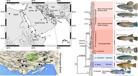 Systematics and historical biogeography of the Aphanius dispar species group (Teleostei: Aphaniidae) and description of a new species from Southern Iran