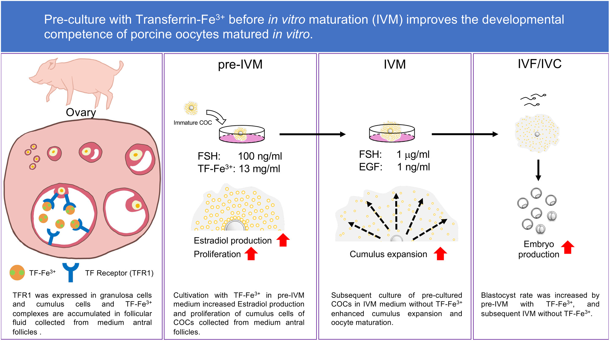 Pre-culture with transferrin-Fe3+ before in vitro maturation improves the developmental competence of porcine oocytes matured in vitro