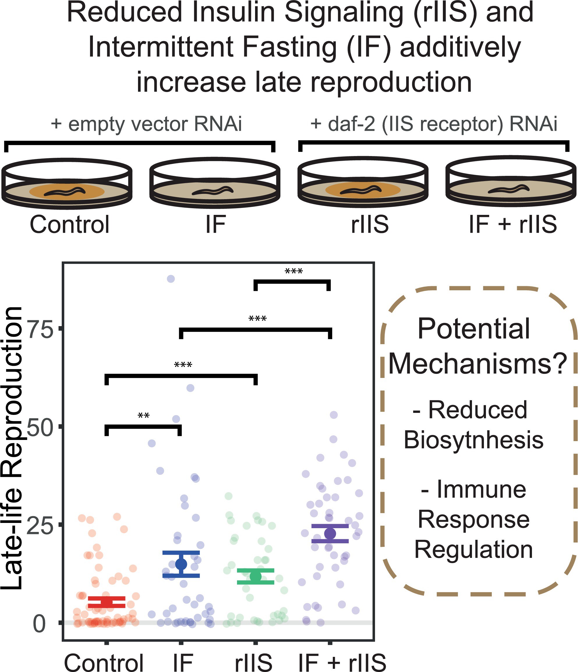 Optimising Age-Specific Insulin Signalling to Slow Down Reproductive Ageing Increases Fitness in Different Nutritional Environments