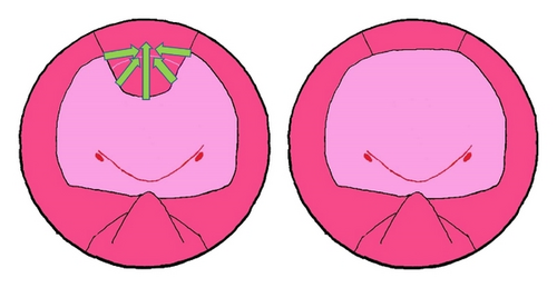Details are in the caption following the image