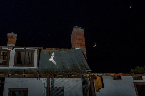 Population dynamics of little brown bats (Myotis lucifugus) at summer roosts: Apparent survival, fidelity, abundance, and the influence of winter conditions