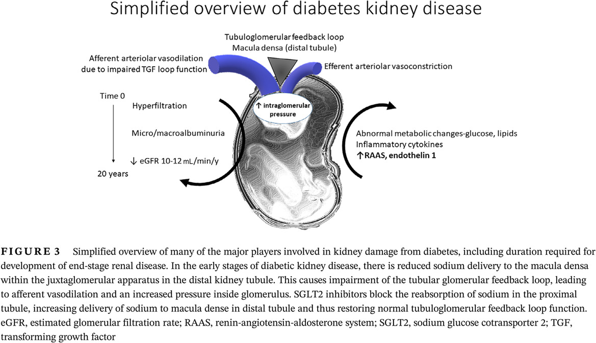 Cardiorenal protection with SGLT2: Lessons from the cardiovascular outcome trials SGLT2的心肾保护作用:来自心血管结局试验的经验教训